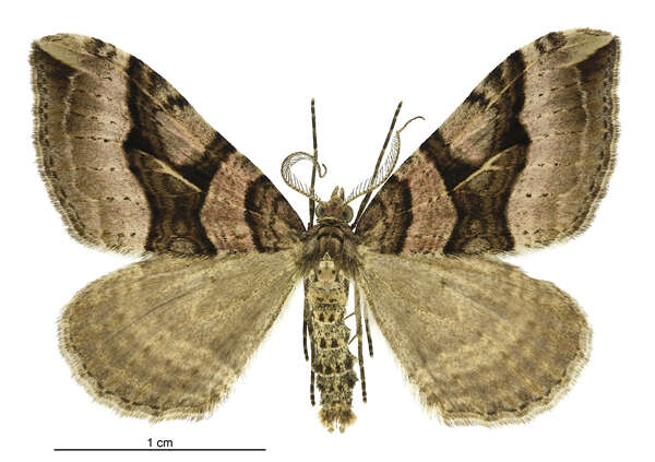 Image of Xanthorhoe semifissata