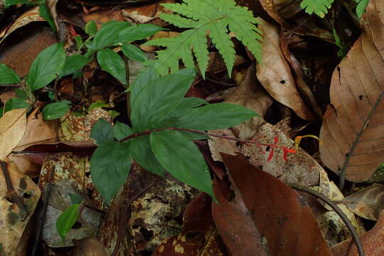 Imagem de Globba atrosanguinea Teijsm. & Binn.