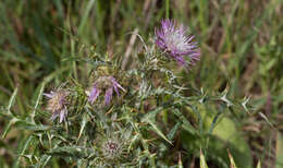 Image de Galactites tomentosa Moench