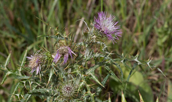 Image of Galactites tomentosa Moench