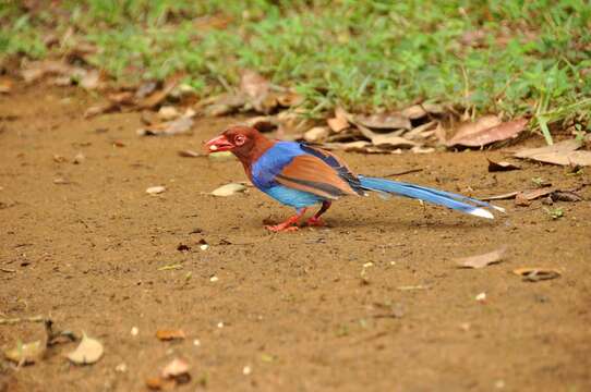 Image of Ceylon Blue Magpie