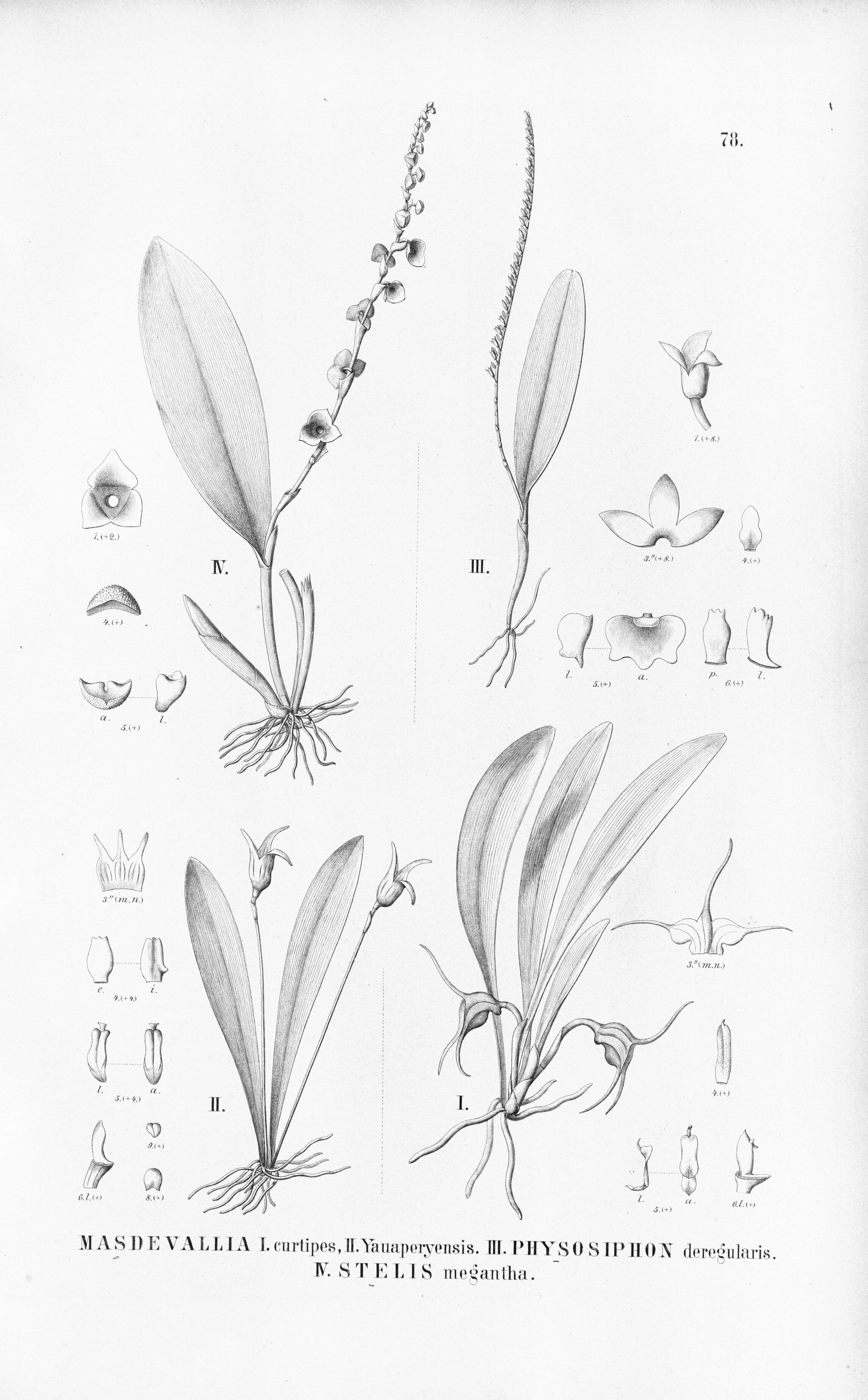 Image of Masdevallia wendlandiana Rchb. fil.
