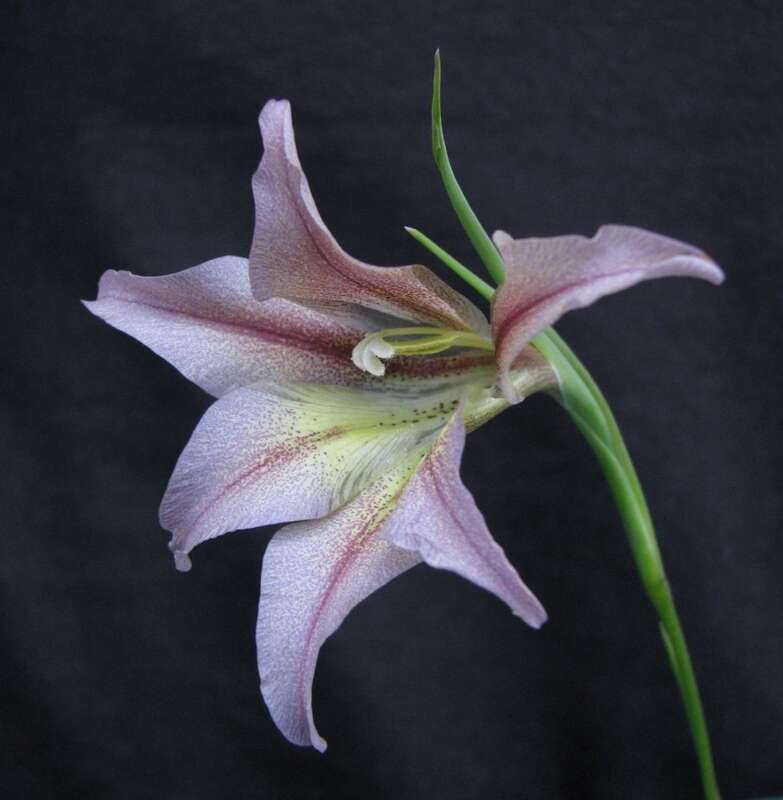 Gladiolus liliaceus Houtt. resmi