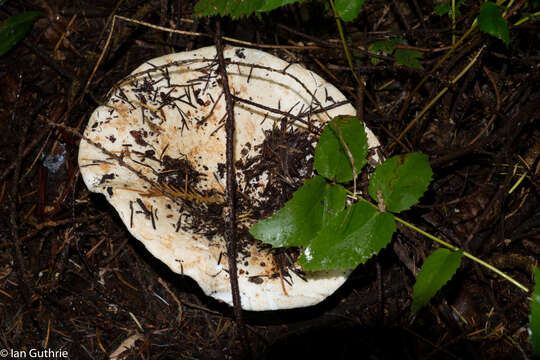 Image of Russula brevipes Peck 1890