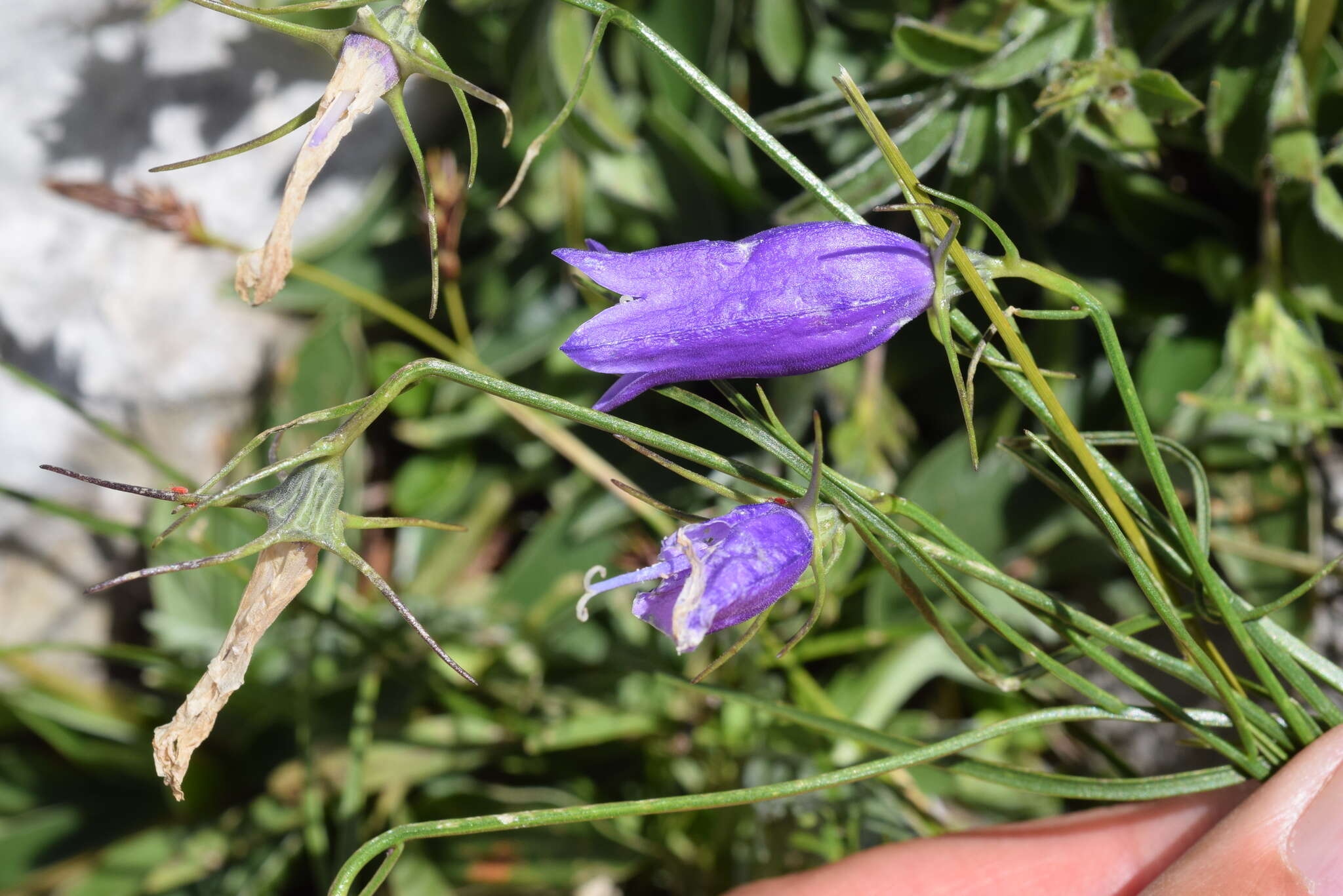 Image of Karnische Glockenblume