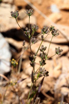 Image of Bupleurum gerardi All.