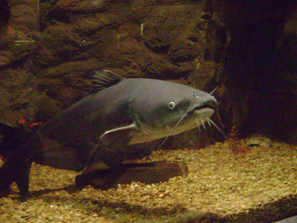 Image of Blue catfish