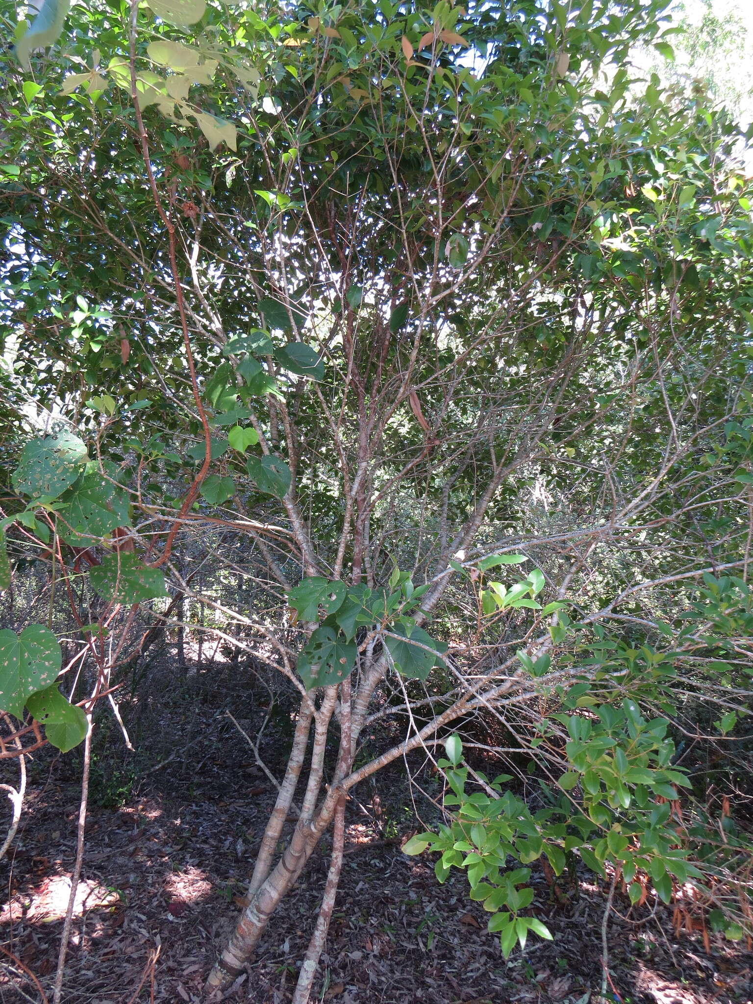 Image of Denhamia fasciculiflora (Jessup) M. P. Simmons