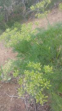 Image of Suksdorf's desertparsley