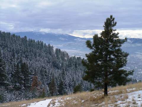 Image of ponderosa pine