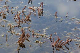 Image of Myriophyllum verrucosum Lindl.