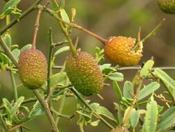 Image of Maerua juncea Pax