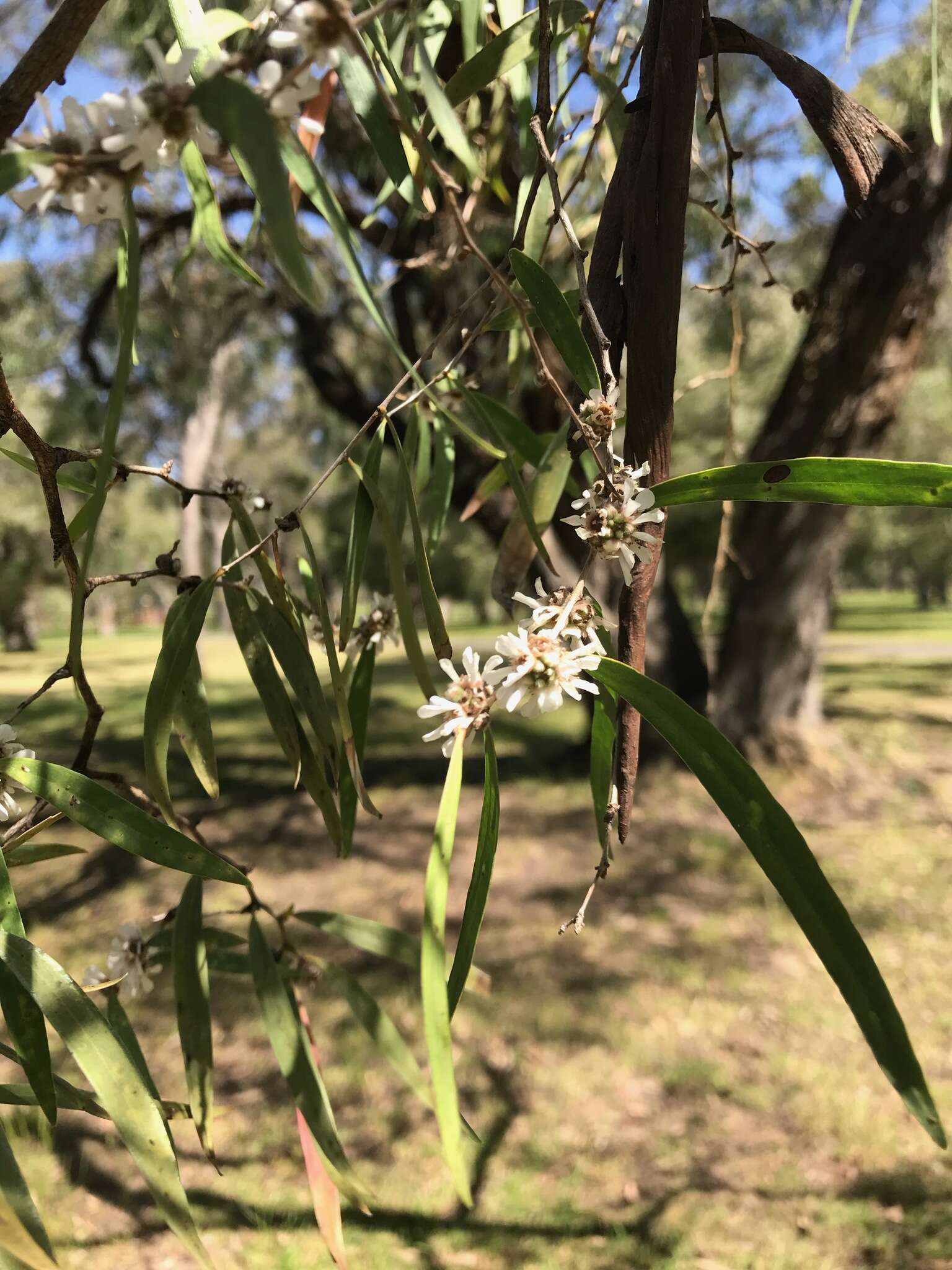 Sivun Agonis flexuosa (Muhl. ex Willd.) Sweet kuva