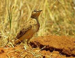 Image of Short-clawed Lark