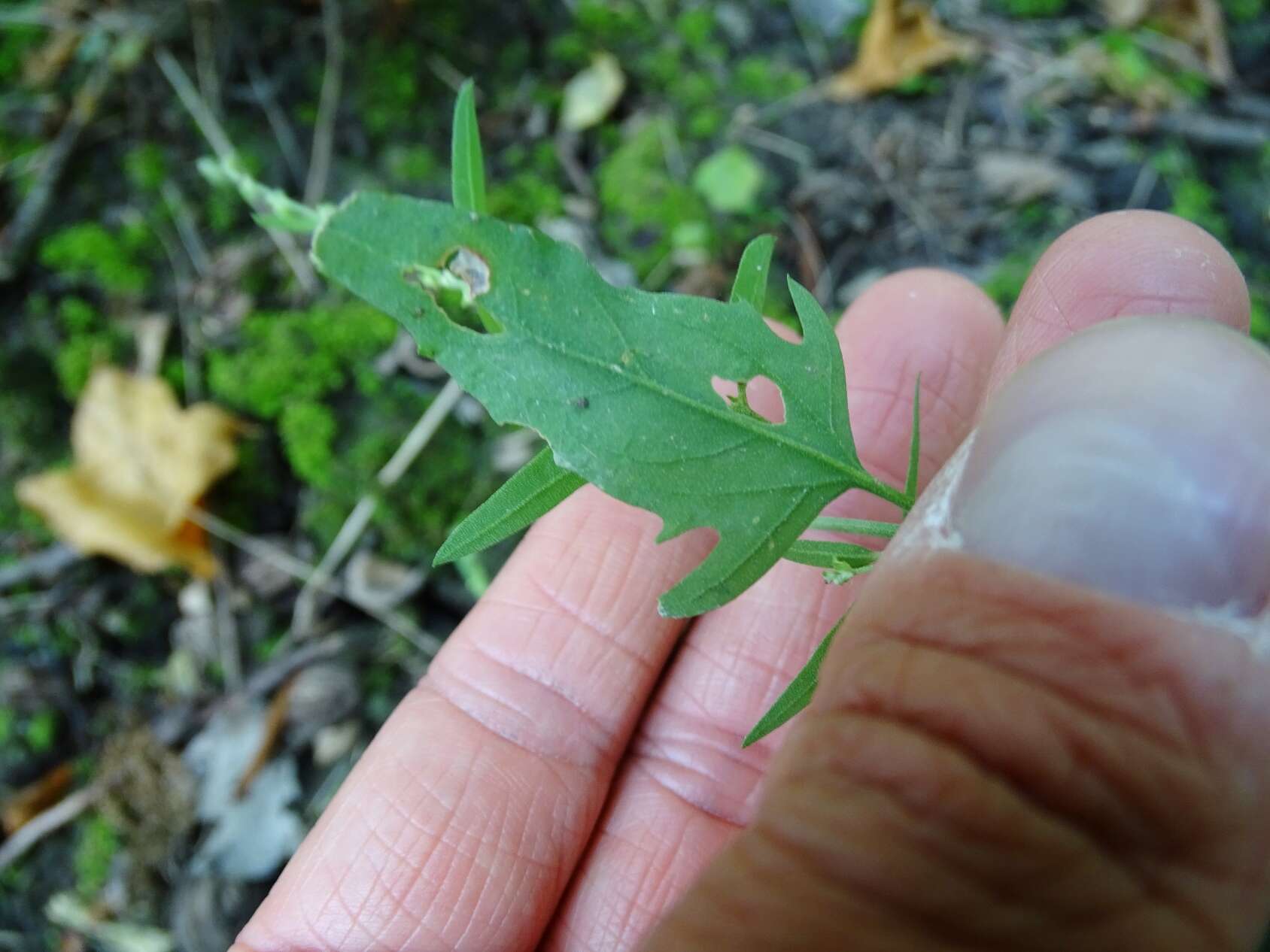 Image of spear saltbush