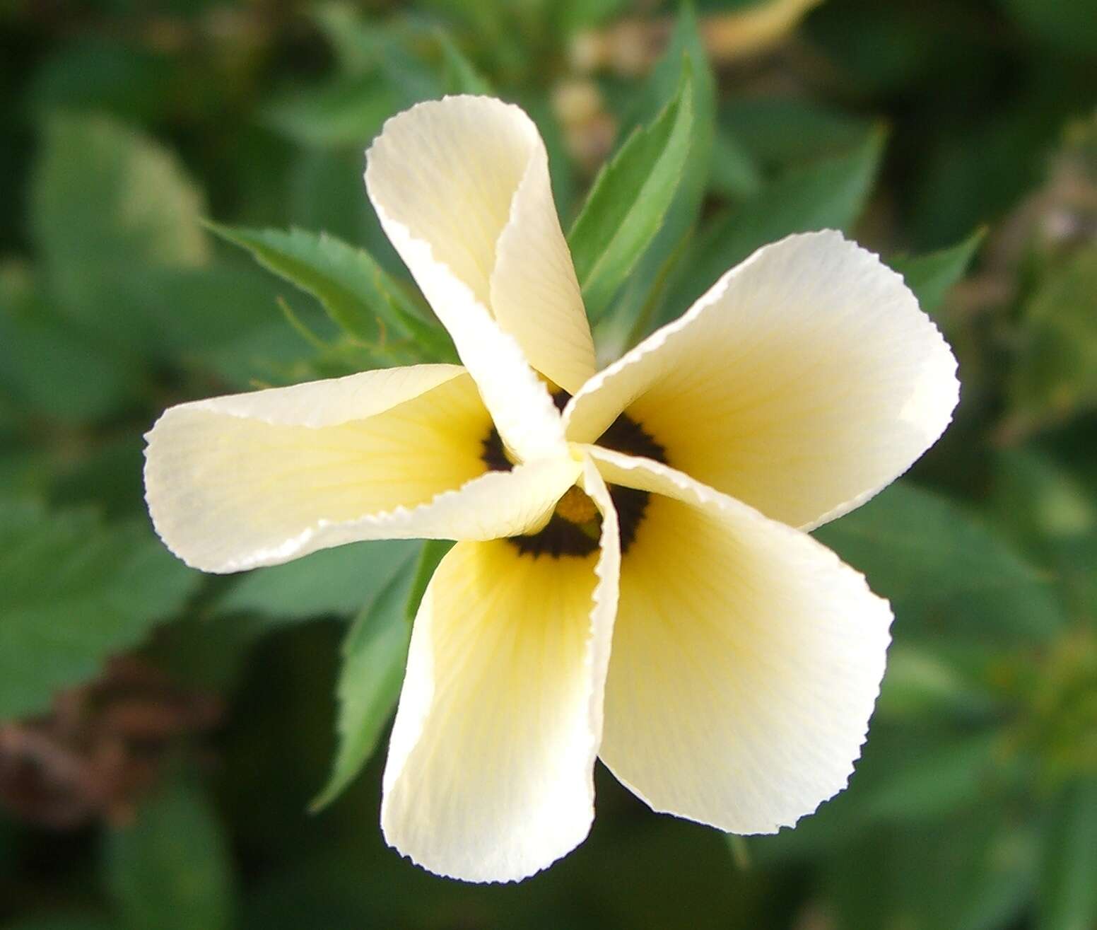 Image of Politician's Flower