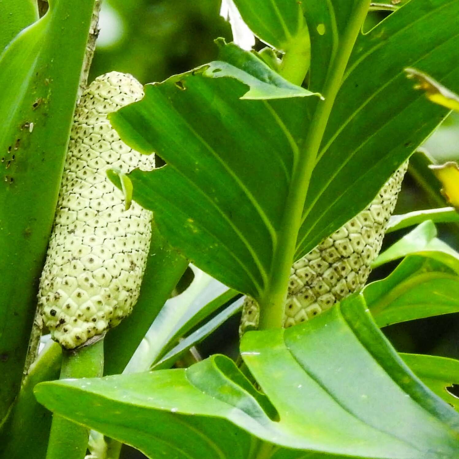 Image of Monstera dissecta (Schott) Croat & Grayum