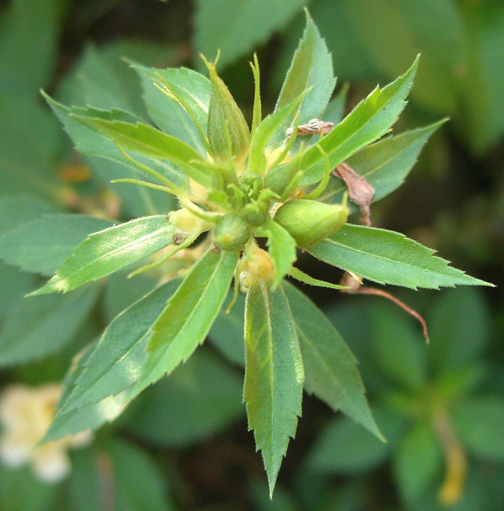 Image of Politician's Flower