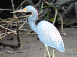 Image of Tricolored Heron