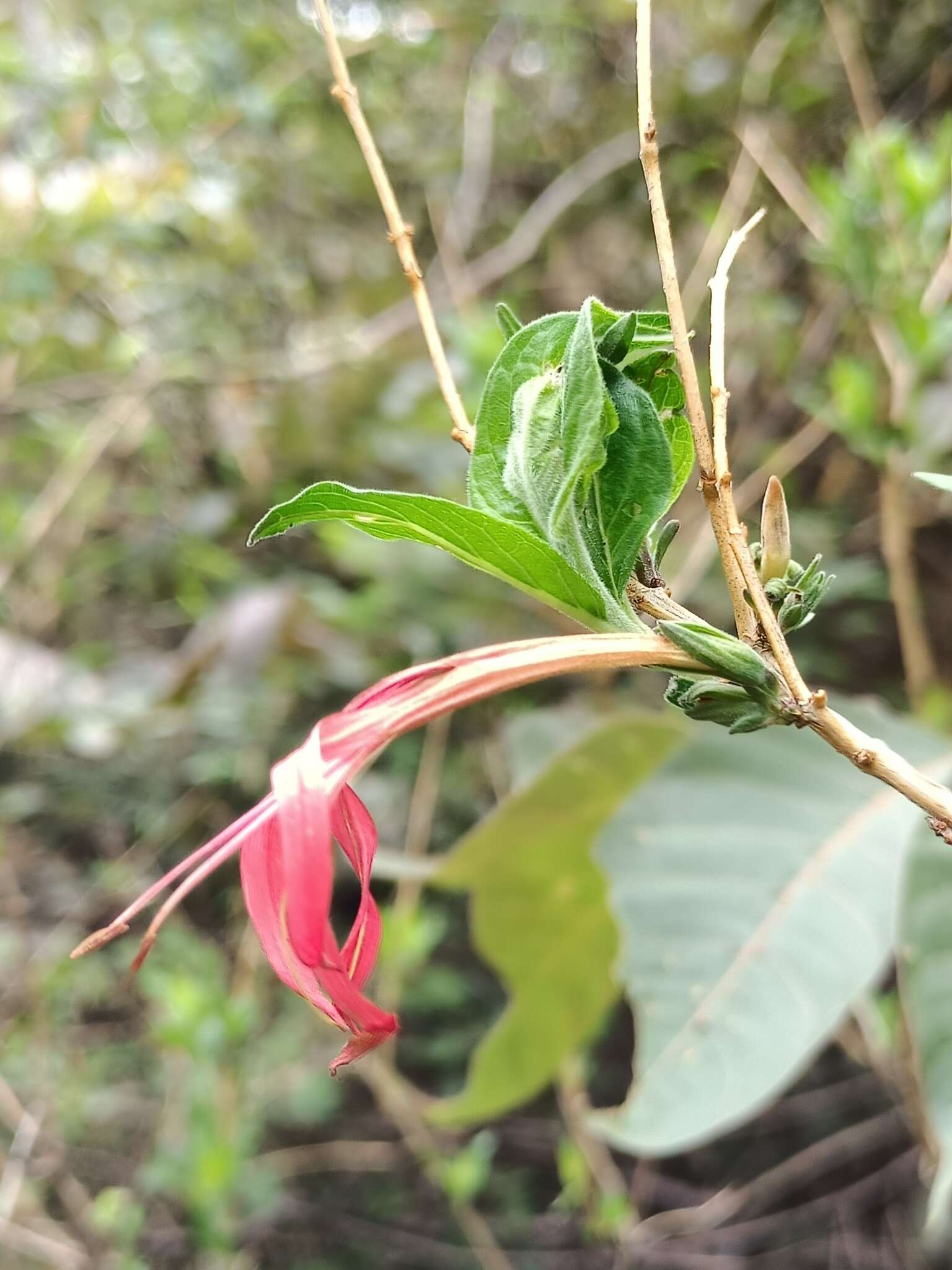 Anisacanthus pumilus (F. G. Dietr.) Nees resmi