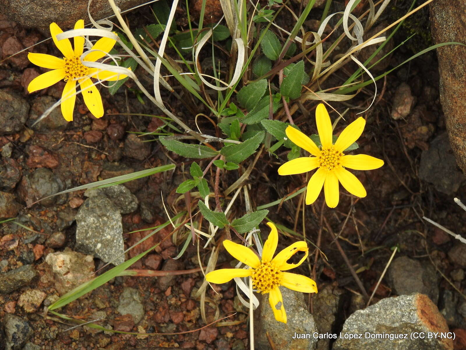 Image de Lasianthaea aurea (D. Don) K. M. Becker