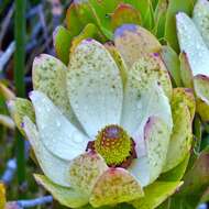 Plancia ëd Leucadendron strobilinum (L.) Druce