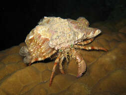 Image of Banded eyestalk hermit crab