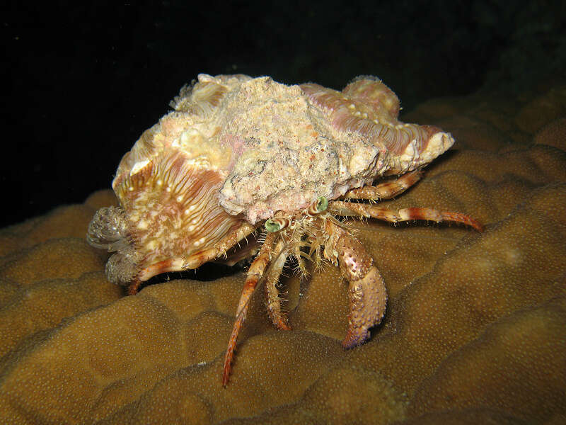 Image of Banded eyestalk hermit crab