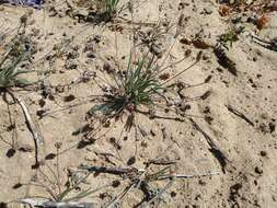 Image of Plantago ovata var. insularis (Eastw.) S. C. Meyers & Liston