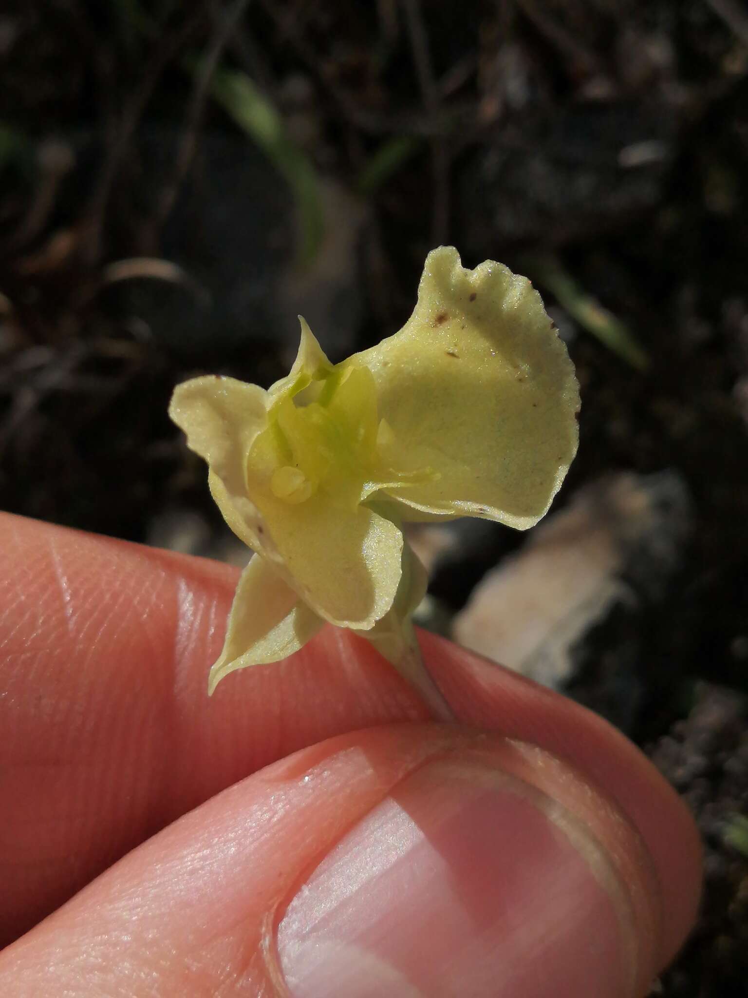 Image de Pterygodium platypetalum Lindl.