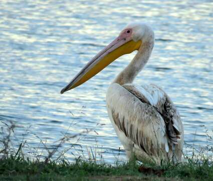 Image of Great White Pelican