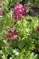 Image of Corydalis buschii Nakai