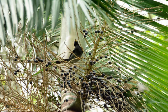 Image of Yellow-legged Thrush