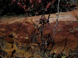 Sivun Adromischus triflorus (L. fil.) Berger kuva