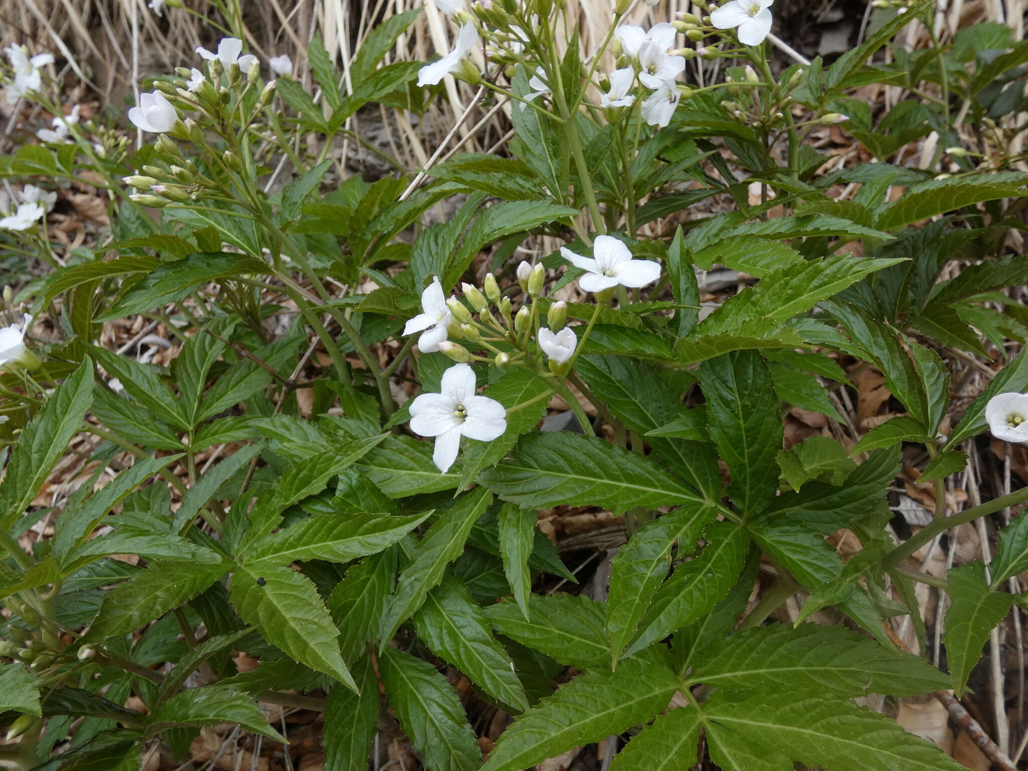 Image of Pinnate Coralroot