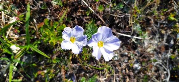 Image of Linum komarovii Juz.