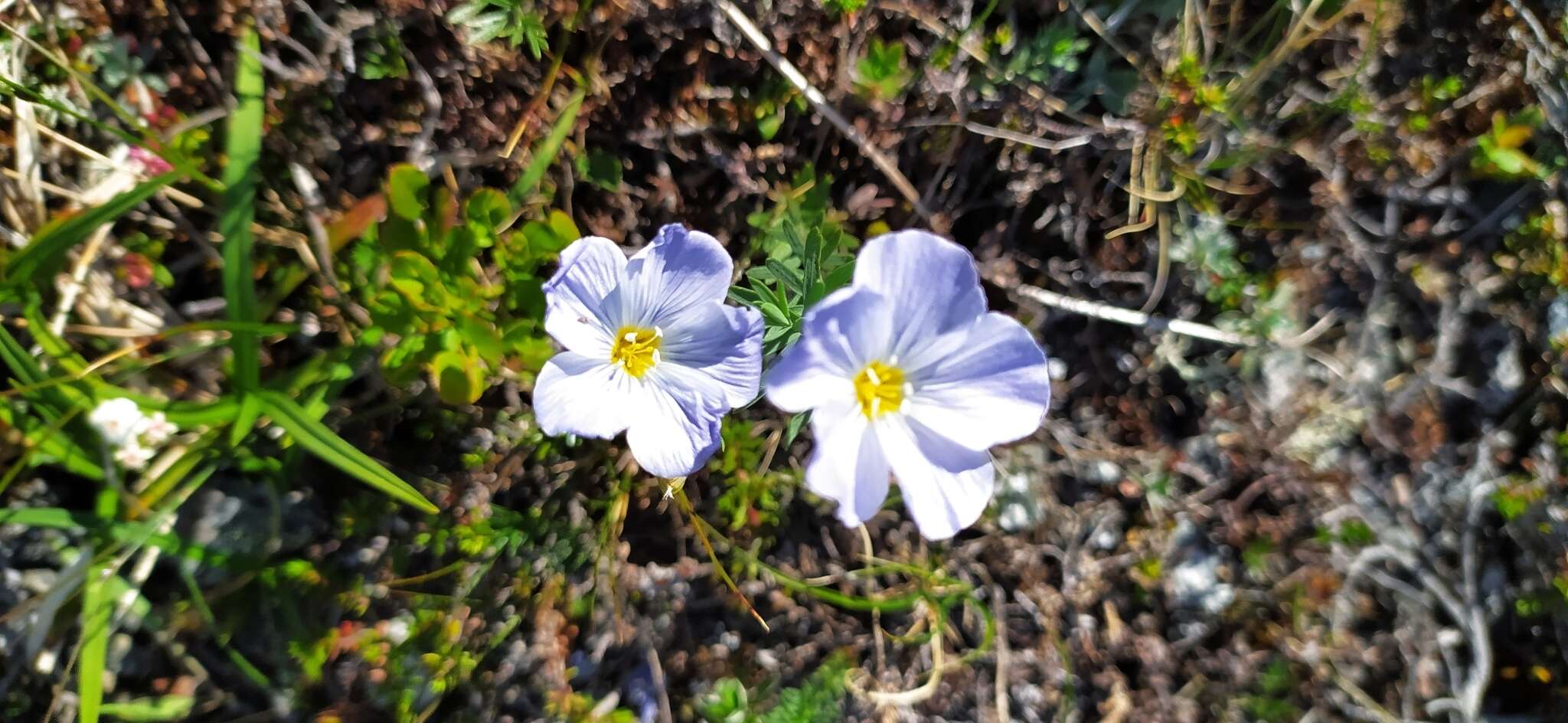 Imagem de Linum komarovii subsp. boreale (Juz.) T. V. Egorova