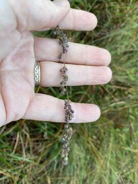 Image of <i>Anthenantia rufa</i>