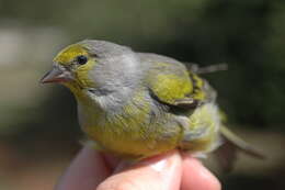 Image of Alpine Citril Finch