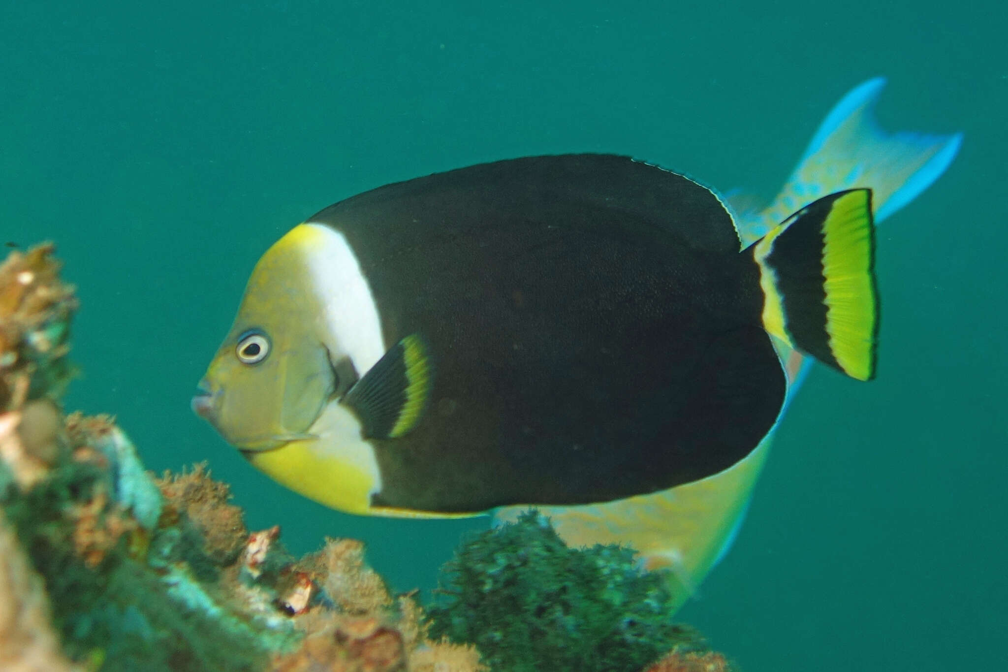 Image of Angelfish