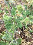 Image of stinging phacelia