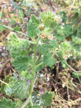 Image of stinging phacelia