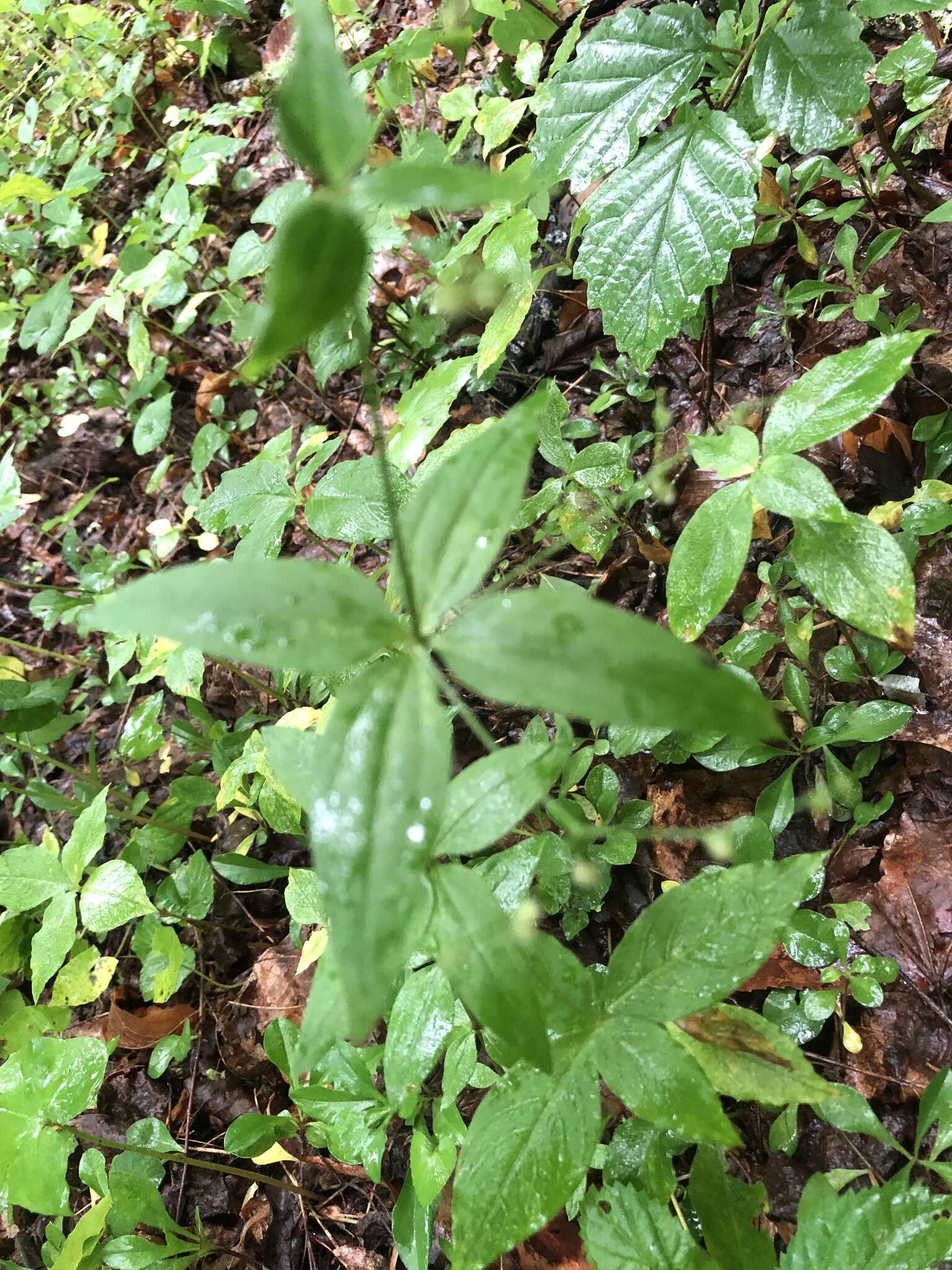 Imagem de Galium lanceolatum (Torr. & A. Gray) Torr.