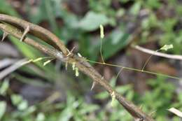 Image of bunch cutgrass