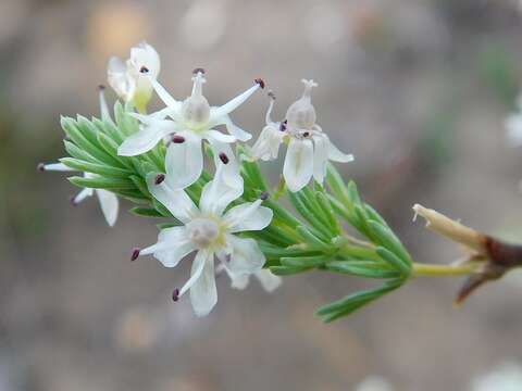 Image of Asparagus rubicundus P. J. Bergius