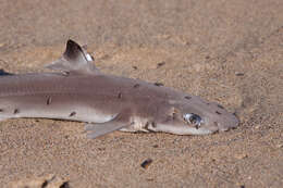 Image of Cuban Dogfish