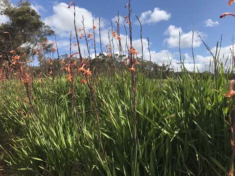 Image of bulbil bugle-lily