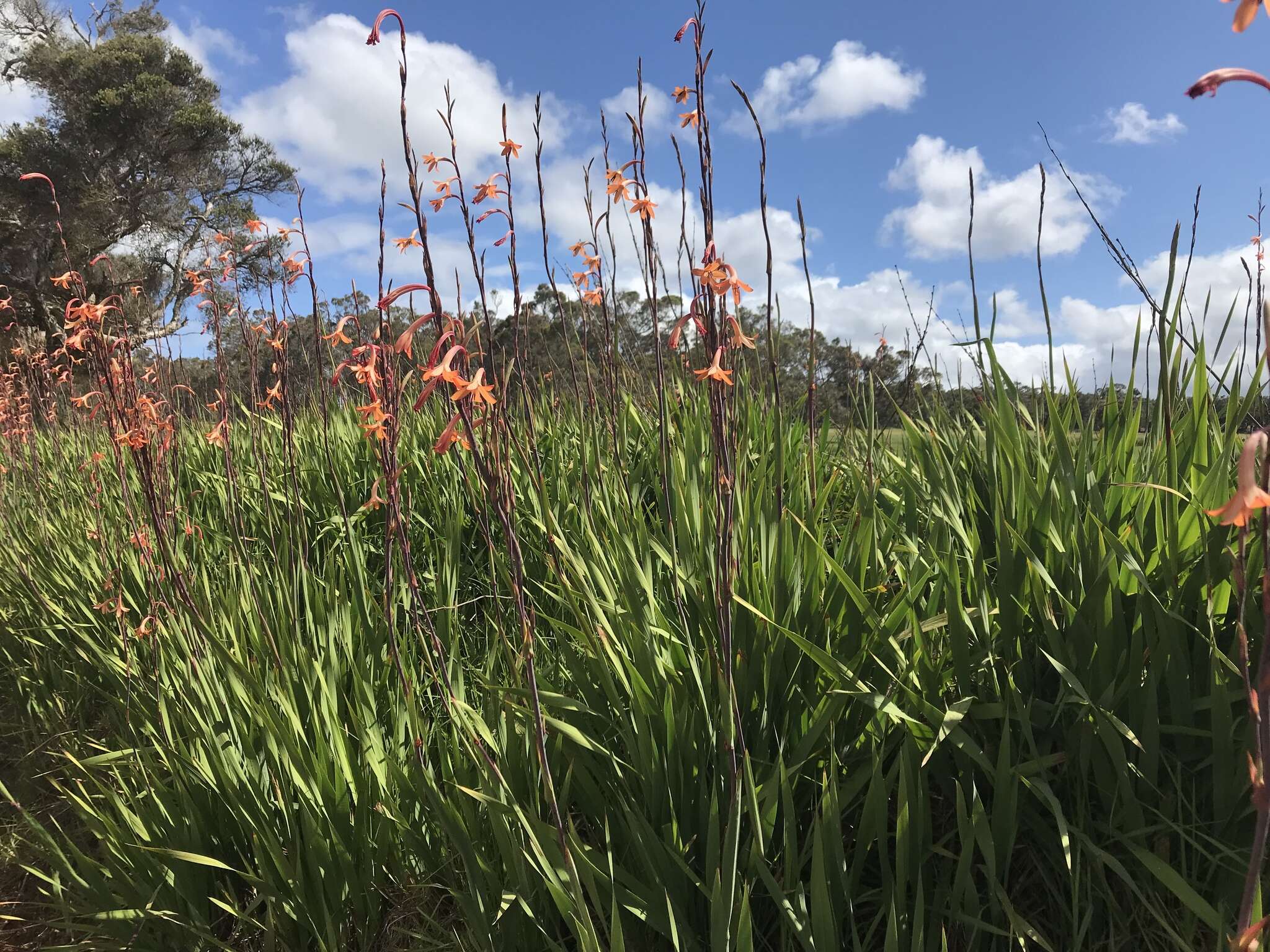 Sivun Watsonia meriana (L.) Mill. kuva