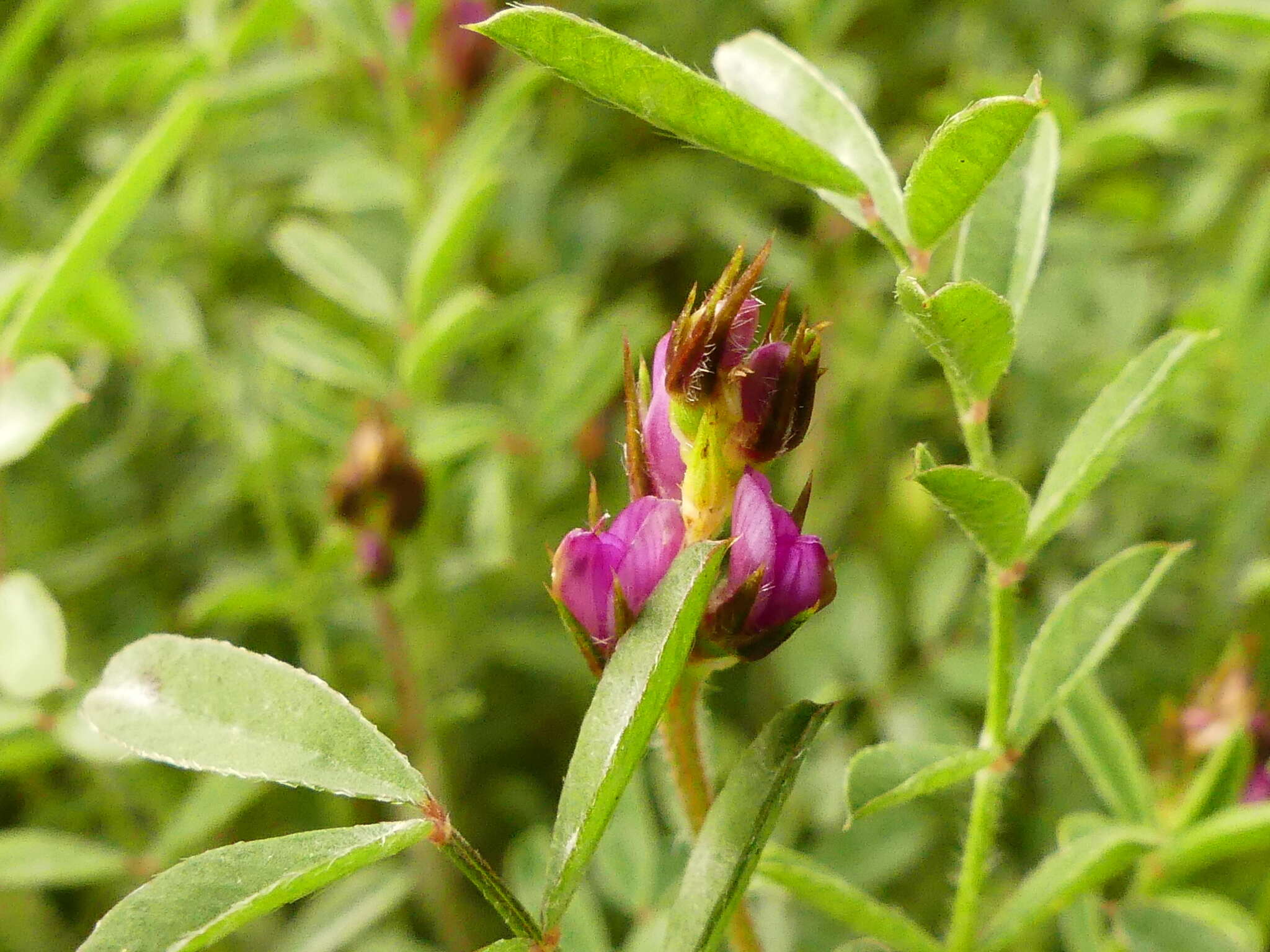 Image of cockshead sainfoin