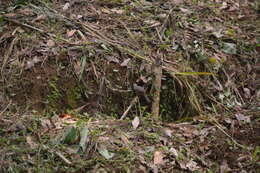 Image of Band-backed Wren